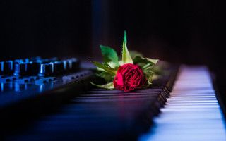 Blue rose piano music notes - a single rose free wallpaper