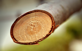 Wood closeup ecological art woodcut - a close up of a piece free wallpaper