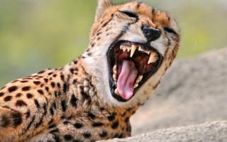 Cheetah yawning rock wildlife photography - tooth wide open free wallpaper