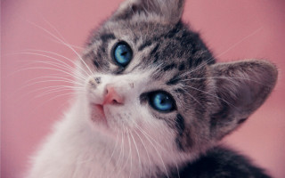Kitten blue eyes pink background - a white cat free wallpaper