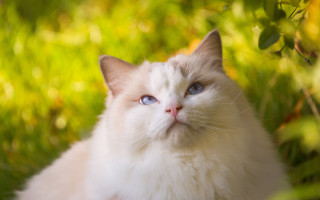 White cat blue eyes grass - a white cat free wallpaper for desktop
