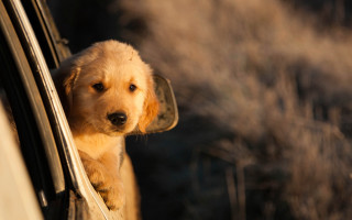 Shiba inu dog outside car - the car free wallpaper