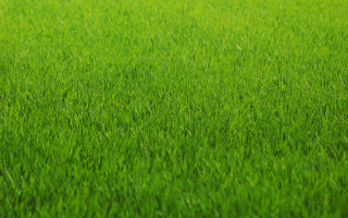 Green grass field 3d render - a blurry background of the grass free wallpaper