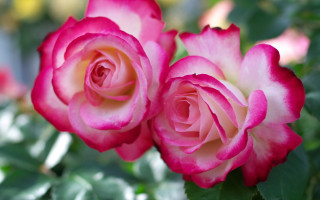 Pink roses green leaves bokeh - two pink rose free wallpaper