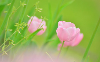 Pink flower macro blurry background 11 - a blurry background of grass free wallpaper