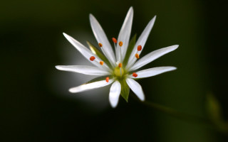White flower red stamens green - a white flower free wallpaper