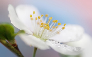 White flower water droplets blue 2 - blurry background free wallpaper