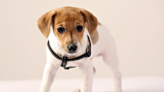 Small dog collar standing head 2 - a small dog free wallpaper