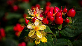 Berry flower closeup christmas nature - berry free wallpaper
