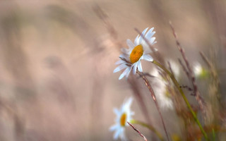 Flower macro sunset sky yellow - a blurry background of grass free wallpaper for desktop