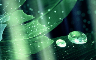 Green leaf bubbles blue background - a green leaf free wallpaper