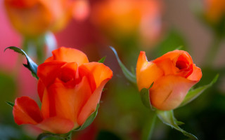 Orange roses vase green leaves - blurry free wallpaper