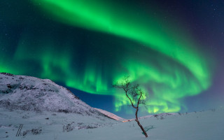 Snow tree aurora starry sky - star above free wallpaper
