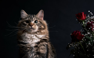 Cat flower roses stilllife renaissance - a cat sitting next free wallpaper for desktop
