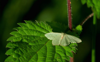 White butterfly green leaves dark - a green leafy plant free wallpaper for desktop