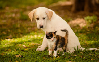 Dog kitten grass outdoors blurry 2 - the grass together free wallpaper