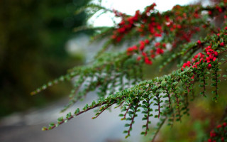 Tree red flowers street bokeh - red flower free wallpaper for desktop