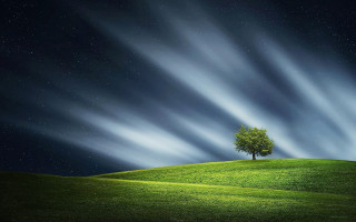 Lone tree grassy hill night - a green field below free wallpaper