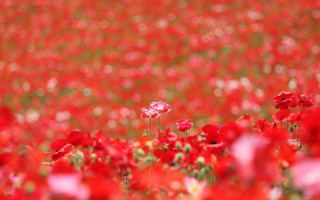Red flower field pink lily - colin gill free wallpaper