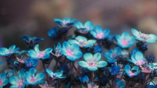 Blue flowers pink centers garden - a garden area free wallpaper