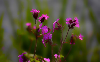 Purple flower bug blurry background - a blurry background of grass free wallpaper for desktop