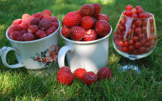 Strawberry cups grass bowl berries - a bowl of strawberries free wallpaper