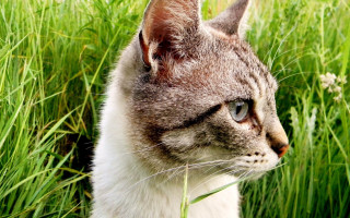 Cat field daisy blurry outdoors - tall grass free wallpaper for desktop