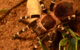 Tarant spider plant rock autumn - its head on free wallpaper