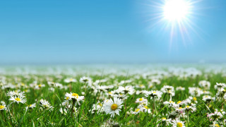 Daisy field blue sky sunshine - blue sky free wallpaper for desktop