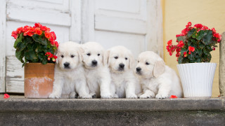 White puppies ledge potted plant - cute free wallpaper for desktop