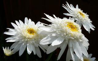 White flowers vase daisy wings - a wooden fence free wallpaper