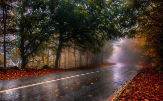 Wet road autumn leaves cityscape - the fall free wallpaper