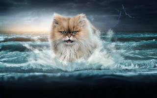 Cat walking water storm lightning - stormy weather free wallpaper for desktop