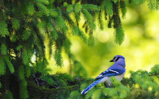 Blue bird perched forest green - nature free wallpaper
