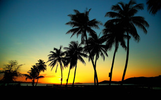 Sunset beach palm trees foreground - the beach in the foreground free wallpaper