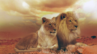 Two lions rock desert cloudy - two lion free wallpaper for desktop