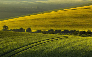 Green field lone tree hill - a hill in the background free wallpaper
