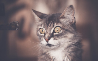 Cat yellow eyes looking camera - a chair in the background free wallpaper