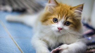 White cat blue floor serious - a serious look free wallpaper