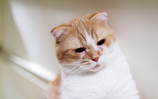 Sad cat white surface carlos - round free wallpaper