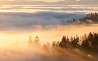 Foggy forest mountains sunrise ray - the fog free wallpaper for desktop