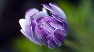 Purple flower water droplets macro 6 - petal free wallpaper for desktop