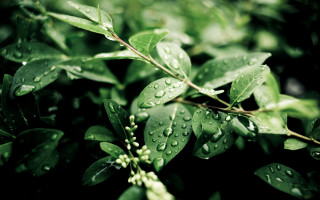 Leaf water drops macro green 2 - free rain wallpaper for desktop