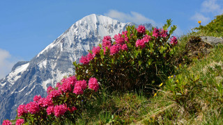 Mountain flower field blue sky - ecological art free wallpaper