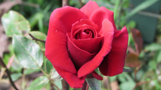 Red rose green background leaves - a red rose free wallpaper for desktop