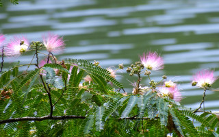Pink flowers water grass impressionist - a bunch free wallpaper