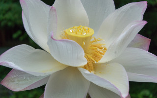 White pink flower water droplets - petal free wallpaper for desktop