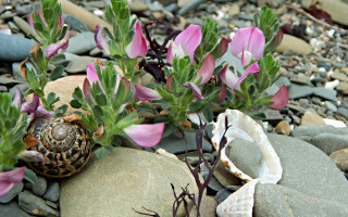 Snail rock flowers pebbles ecological - rock and pebbles free wallpaper
