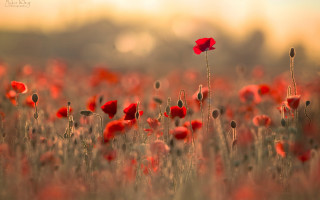 Red flower macro fire explosion - single free wallpaper