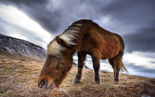 Horse grazing mountains cloudy day - dry free wallpaper